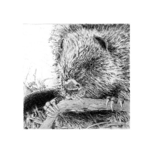 Beaver Etching - Framed