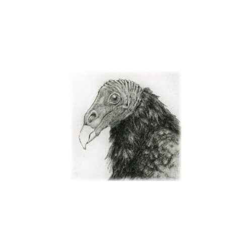 Turkey Vulture Etching - Matted