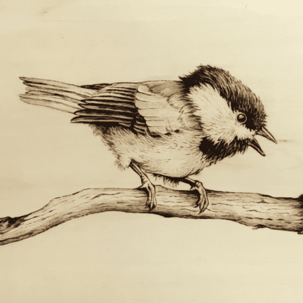 Alternative view of Chickadee Pyrography
