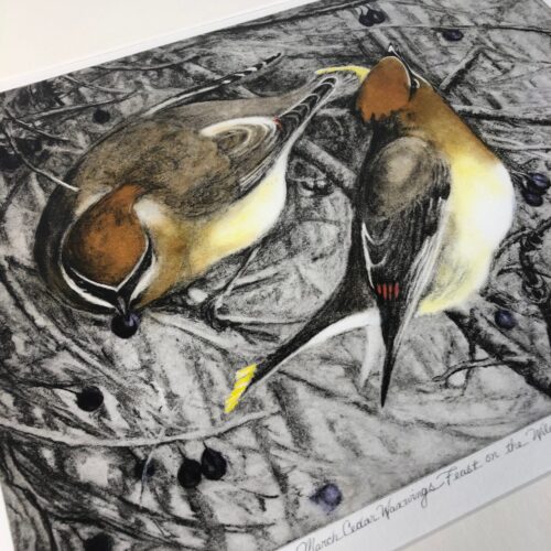 Cedar Waxwing - Image 2
