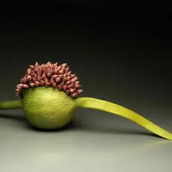 KathleenDustinAlliumPod