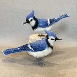 3_mortensen_libby_bluejay_2021