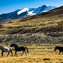 ACF18-Elbroch-Lawrence-2-18