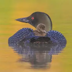 Common loon
