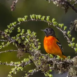 Balitmore Oriole