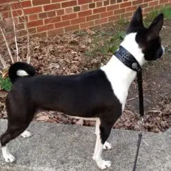 Gallione-Richard-Black-White-Dog