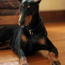 Gallione-Richard-Doberman