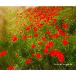 Sadkowski-Stanley-Poppy-Field-TRENTINO-ITALIA