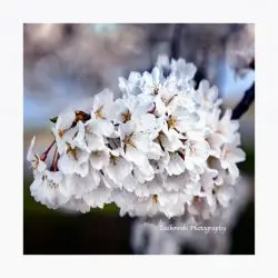 Sadkowsky-Stanley-Bialy-Kwiat-24x24-copy