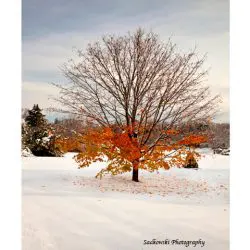 Sadkowsky-Stanley-fall-in-winter-24-x-30