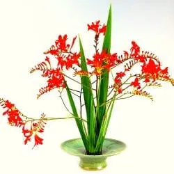 Schneider-Jim-Square XL Ikebana mint_verde #1.1