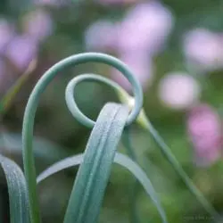 lehet-john-garlic_scape_circle_rosesa7r22017b_2348