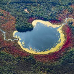 Pond Psychedelic