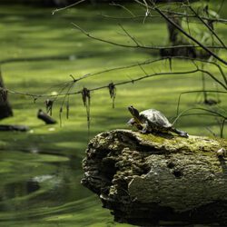 Yellow_Bellied_Slider_2