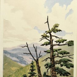Copy of Graham_Mary_Image2_High-Mountain-Spruce