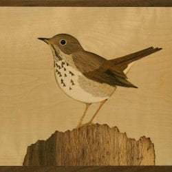 Altobello-Craig-Hermit_Thrush