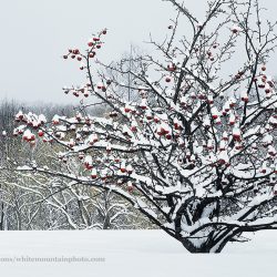 Clemons-Dana-090102.apple_.tree_.snow_.fb