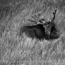 Hamilton-Ken-119-23-Sleeping-Moose-Yellowstone-large-print-copy-05.19