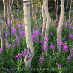 Hamilton-Ken-Teton-I6A9803-copy-05.19