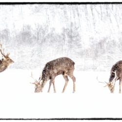 Shea-Paul-Deer-in-Snow-Storm3