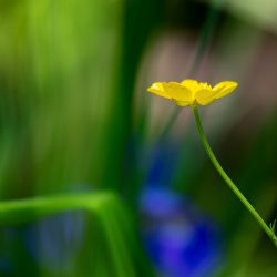 Snyder-Scott-yellow-flower